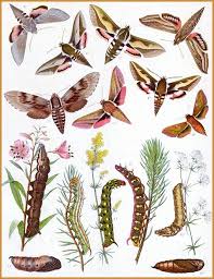 Attēlu rezultāti vaicājumam “Hyles gallii imago”