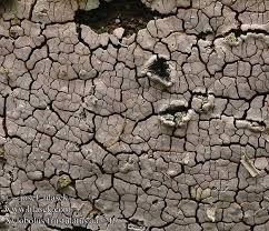 Attēlu rezultāti vaicājumam “Xylobolus frustulatus”