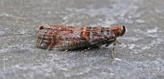 Attēlu rezultāti vaicājumam “Acrobasis advenella”