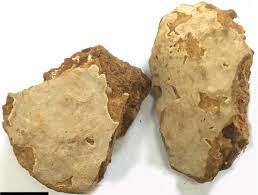 Attēlu rezultāti vaicājumam “Perenniporia subacida”