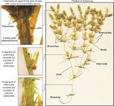 Attēlu rezultāti vaicājumam “Chara aspera”