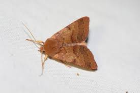 Attēlu rezultāti vaicājumam “Agrochola helvola imago”