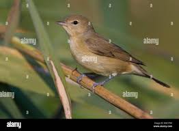 Attēlu rezultāti vaicājumam “Sylvia borin adult”