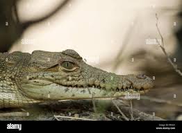 Image result for Crocodylus acutus