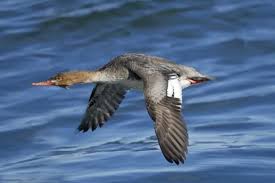 Attēlu rezultāti vaicājumam “Mergus serrator female”