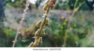 Attēlu rezultāti vaicājumam “Agrimonia pilosa bud”