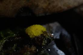 Attēlu rezultāti vaicājumam “Stemonitis flavogenita macro”