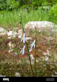 Attēlu rezultāti vaicājumam “Lobelia dortmanna”