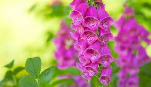 Attēlu rezultāti vaicājumam “Digitalis purpurea flower”