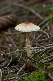 Attēlu rezultāti vaicājumam “Lepiota clypeolaria”