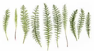 Attēlu rezultāti vaicājumam “Achillea millefolium leaf”