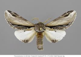 Attēlu rezultāti vaicājumam “Pheosia tremula”