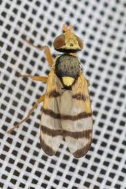 Attēlu rezultāti vaicājumam “Urophora jaceana”