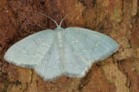 Attēlu rezultāti vaicājumam “Jodis putata”