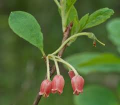 Attēlu rezultāti vaicājumam “Menziesia ferruginea flower”