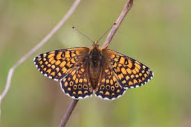 Attēlu rezultāti vaicājumam “Melitaea cinxia upperside”