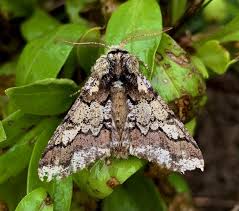 Attēlu rezultāti vaicājumam “Biston strataria”