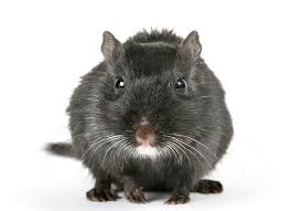 Image result for Gerbil