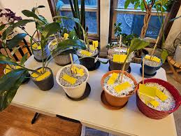 Attēlu rezultāti vaicājumam “Sciara analis”