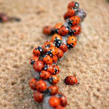 Attēlu rezultāti vaicājumam “Coccinella septempunctata”