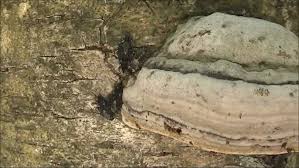 Attēlu rezultāti vaicājumam “Aradus betulae”