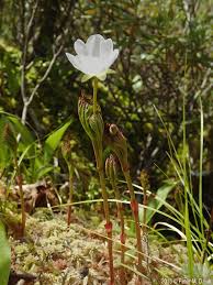Attēlu rezultāti vaicājumam “Rubus chamaemorus flower”