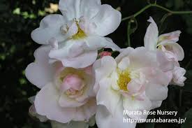 「花薔薇エルフ」の画像検索結果