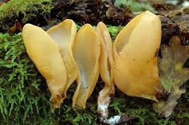 Attēlu rezultāti vaicājumam “Otidea onotica”