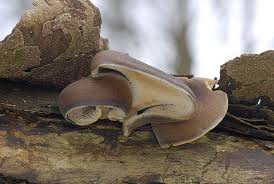 Attēlu rezultāti vaicājumam “Polyporus brumalis”