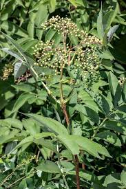 Attēlu rezultāti vaicājumam “Sambucus nigra leaf”