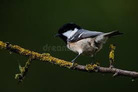 Attēlu rezultāti vaicājumam “Periparus ater”