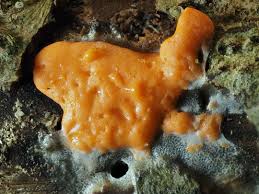 Attēlu rezultāti vaicājumam “Dictydiaethalium plumbeum”