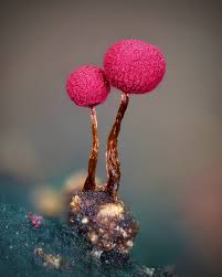 Attēlu rezultāti vaicājumam “Physarum pezizoideum spores”