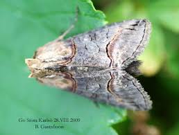 Attēlu rezultāti vaicājumam “Abrostola triplasia”