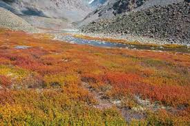 Attēlu rezultāti vaicājumam “Betula nana male flower”