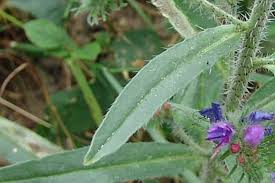 Attēlu rezultāti vaicājumam “Echium vulgare flower”
