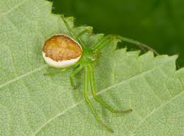 Attēlu rezultāti vaicājumam “Diaea dorsata”