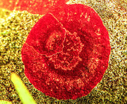 Attēlu rezultāti vaicājumam “Hildenbrandia rivularis”