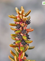 Attēlu rezultāti vaicājumam “Empetrum nigrum flower”
