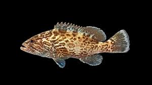 Image result for Mycteroperca olfax