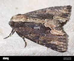 Attēlu rezultāti vaicājumam “Dypterygia scabriuscula”