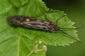 Attēlu rezultāti vaicājumam “Potamophylax”