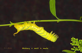 Attēlu rezultāti vaicājumam “Cosmorhoe ocellata”