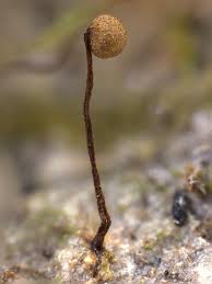 Attēlu rezultāti vaicājumam “Cribraria intricata”