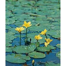 Image result for Seekanne