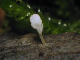 Attēlu rezultāti vaicājumam “Typhula setipes”