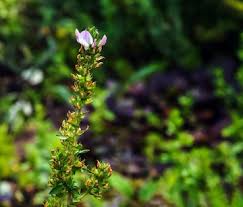 Attēlu rezultāti vaicājumam “Ononis arvensis”