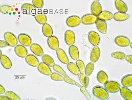 Attēlu rezultāti vaicājumam “Lemanea fluviatilis”