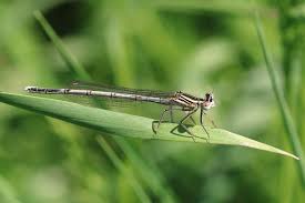 Attēlu rezultāti vaicājumam “Platycnemis pennipes female”