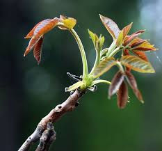 Attēlu rezultāti vaicājumam “Juglans regia”
